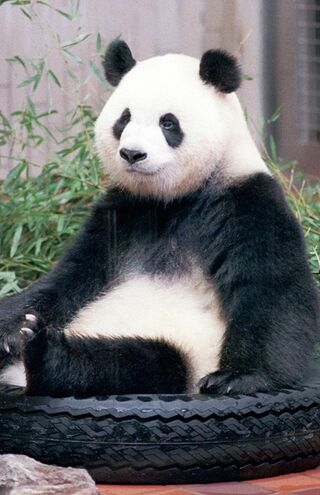 トントン♀　写真／産経新聞社