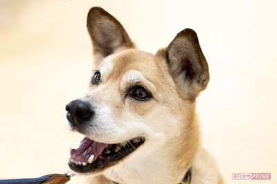 「看取り犬」という不思議な力を持つ文福。入居者の死期を察知すると、そばから離れようとしない。多くの別れに寄り添い、人生の最期を見届けてきた