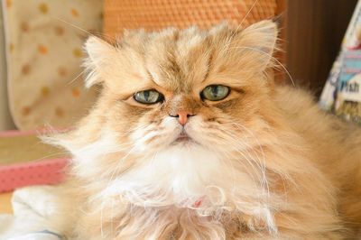 『ねこ休み展』にもふもふ、ほっこり、しょんぼり顔の猫ちゃんたち大集合！