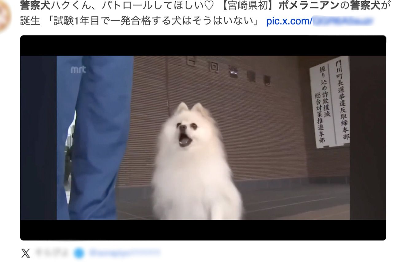 ネットでは宮崎放送の映像を引用し、早くもポメラニアン警察犬「ハク号」のファンになる人も