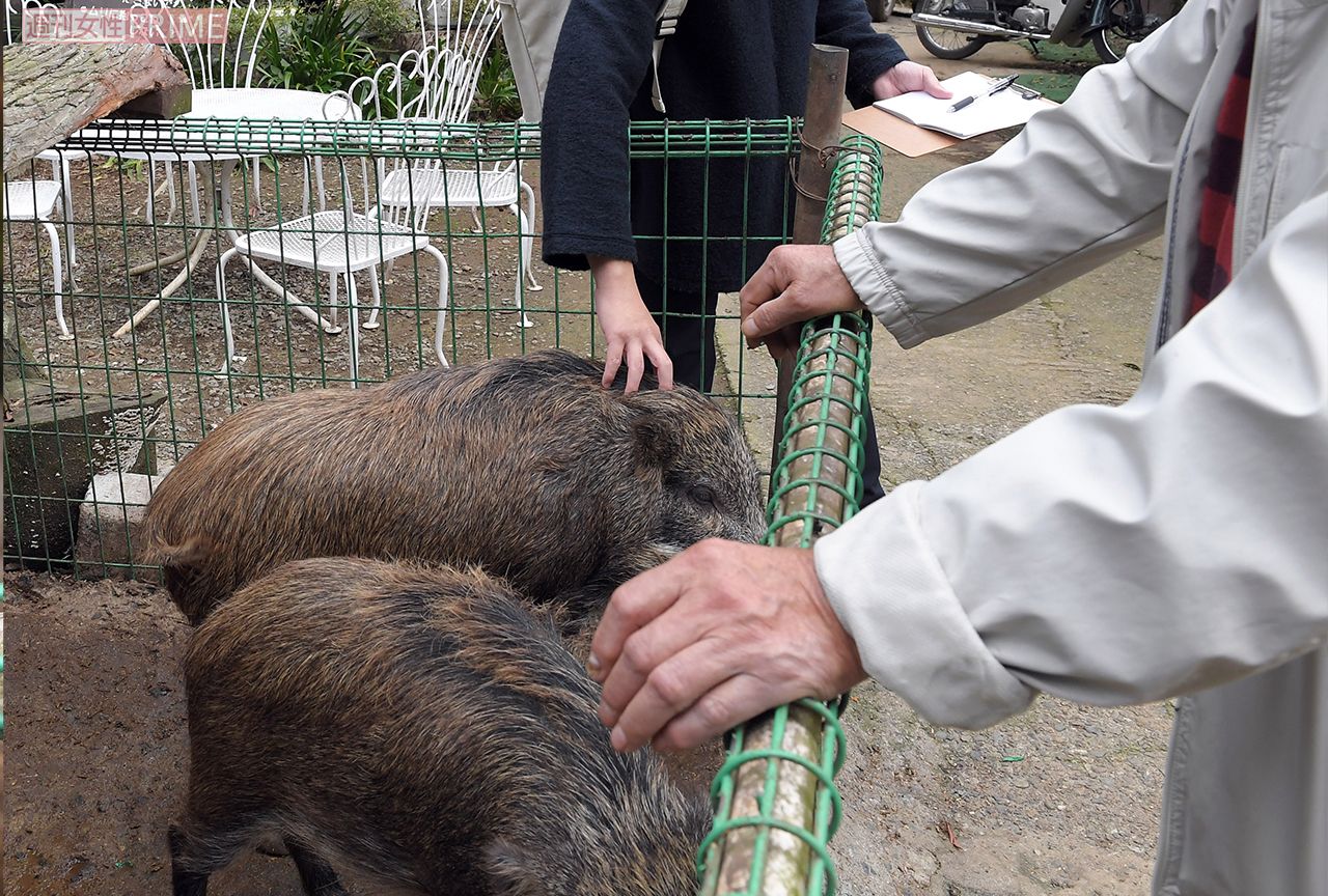 成獣の毛が予想以上に硬いことに驚く。　 撮影／渡邉智裕