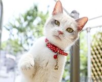 『ヨルタモリ』の猫（♀）、出演予定の映画撮影で一発OKを連発