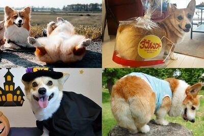 エリザベス女王も愛した「コーギー犬」のSNSが激アツ！桃尻＆短足がトレードマークなワンコたち