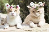 花冠やとんがりヘッドがかわいい! アートな猫写真を集めた『ねこ休み美術館』