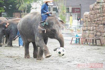 ゾウ使いとの息が合った数々のパフォーマンスを繰り出すゾウたち　撮影／北村史成