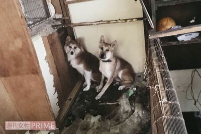 動物58匹をフンまみれ自宅で虐待飼育！ 身勝手すぎる自称・占い師の“怪しい素性”