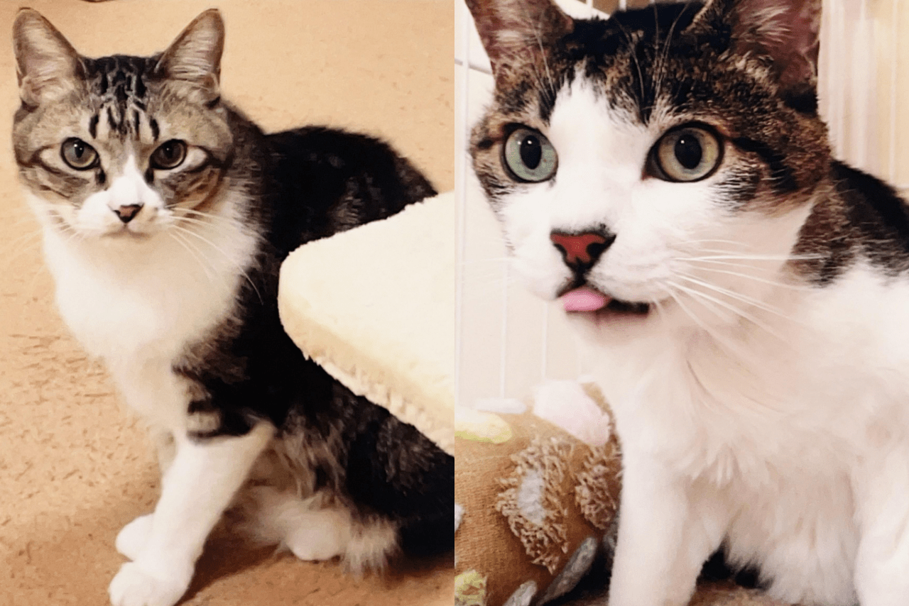 天皇ご一家が飼われている『セブン』と『みー』（宮内庁提供）