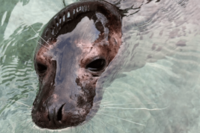 静岡県・下田海中水族館でアザラシ「ココア」1歳で急逝の波紋。相次ぐ“幼いアザラシ”の事故に専門家が背…