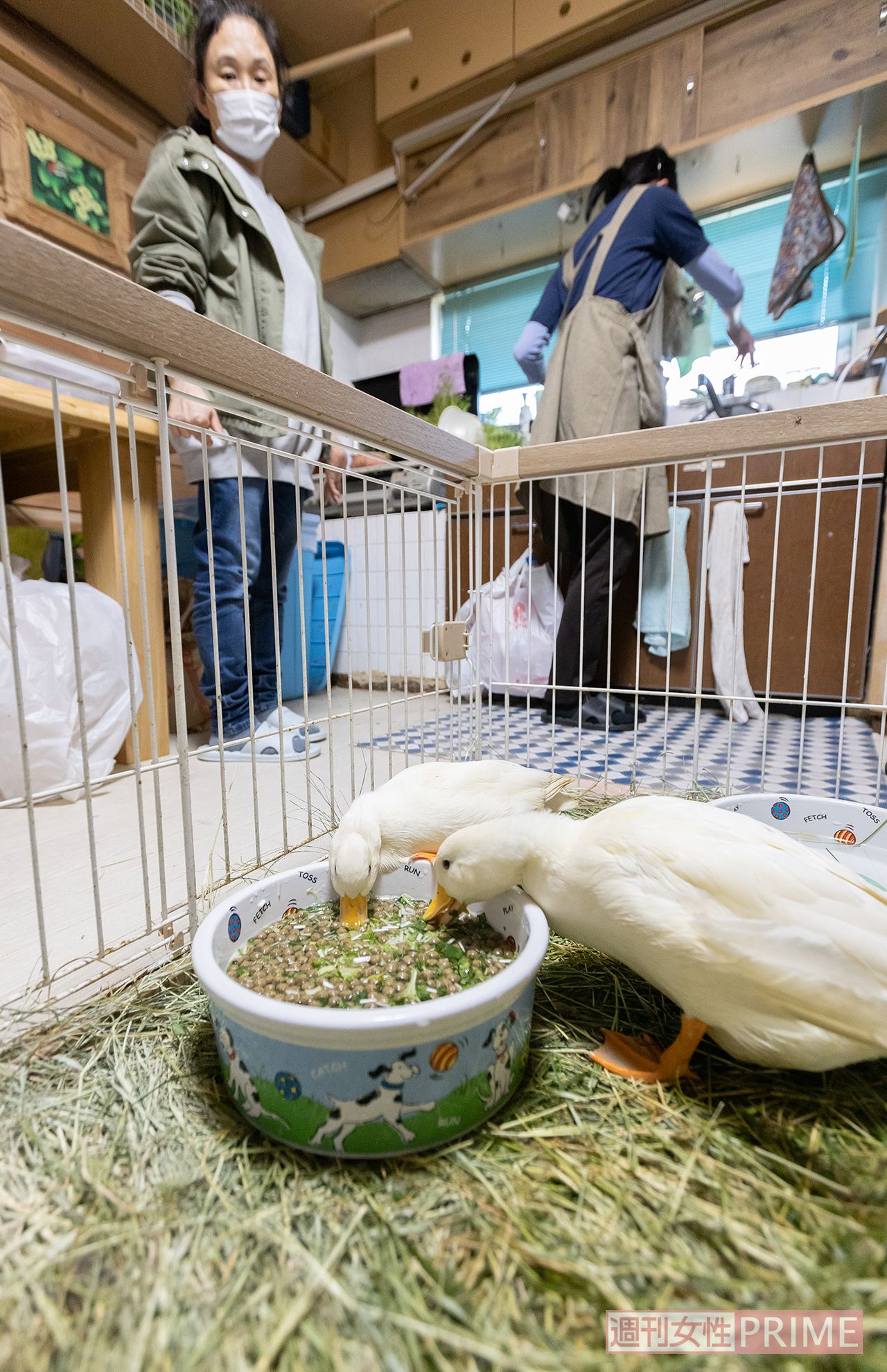 保護した鳥700羽を飼育している