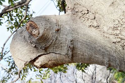 『ウミガメ』樹木だと言われないとわからないくらいそっくりなウミガメ。これが発見された場所が、亀戸中央公園というのも何かの縁？