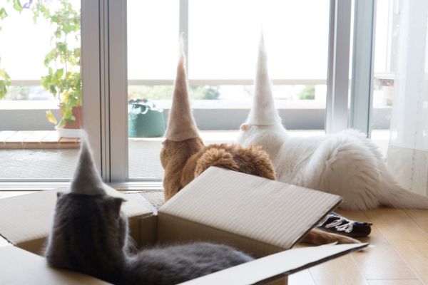 とんがりヘッドの3匹。外を見つめる後ろ姿もたまらない　(c)ねこ休み美術館