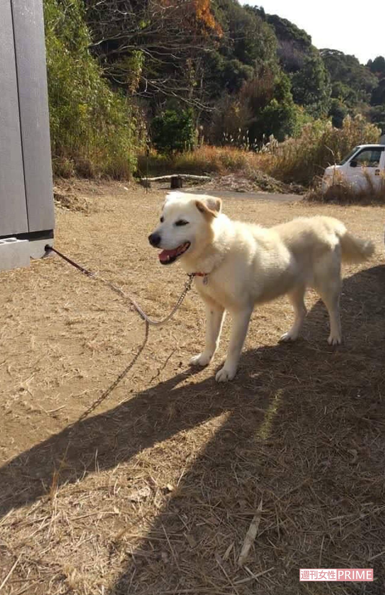 外に出られるのは1日数時間のみ。だが、散歩には連れていってもらえない（関係者提供）