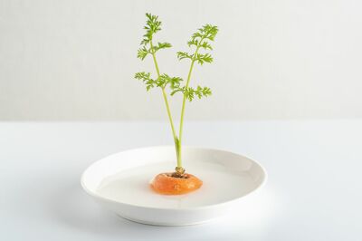 根菜の葉の部分は水耕栽培で育てる