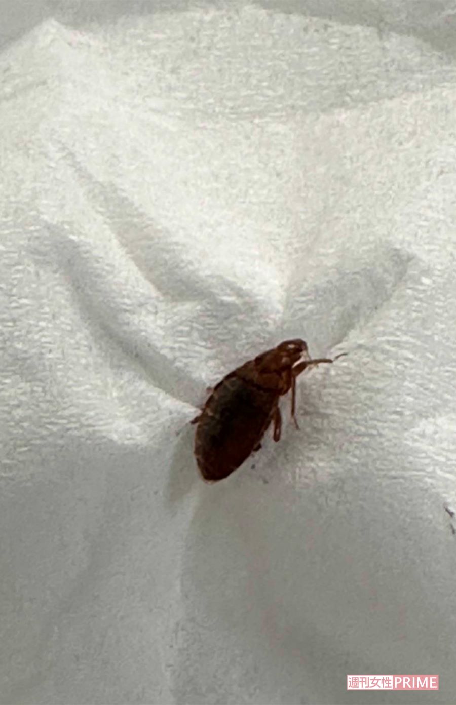 トコジラミはツルツルの壁は上れない。荷物の開封はバスタブ内でして目視で確認を