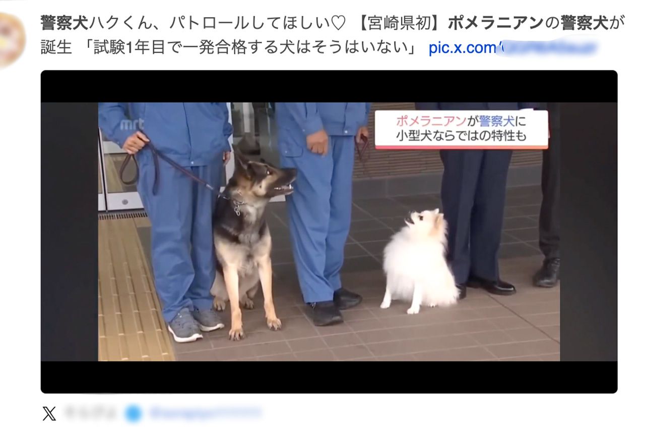 ネットでは宮崎放送の映像を引用し、早くもポメラニアン警察犬「ハク号」のファンになる人も