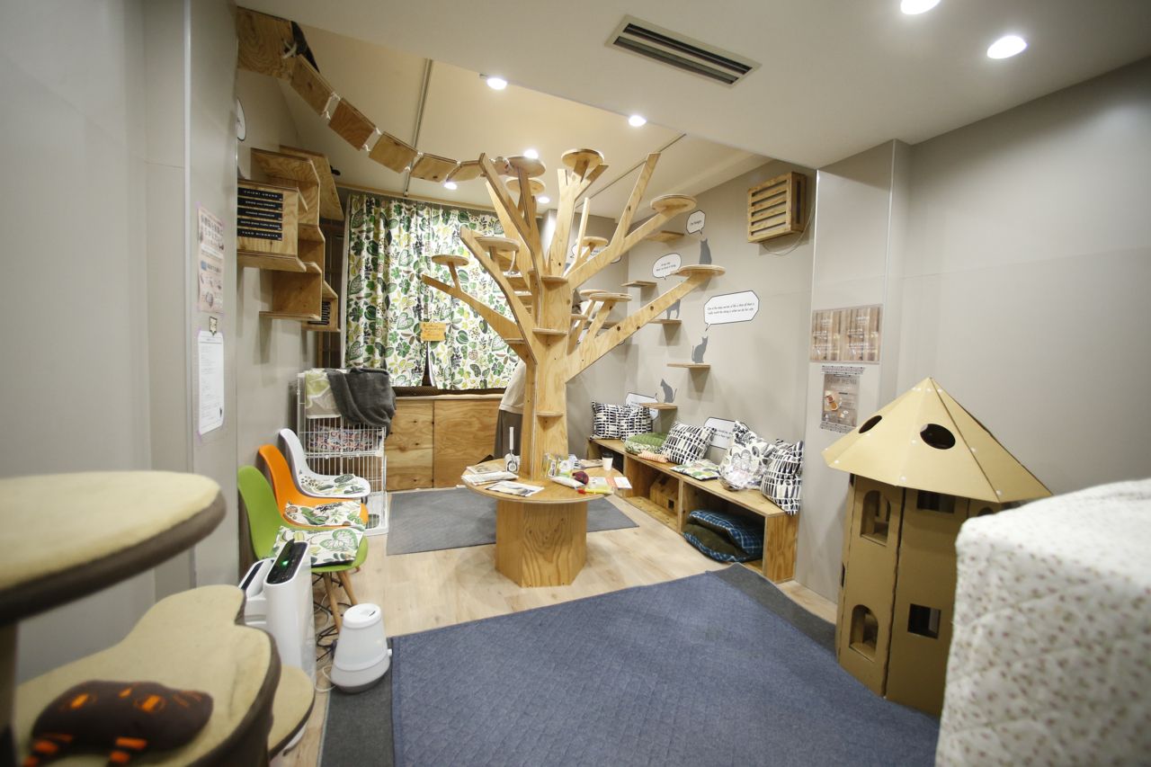 3階は基本の保護ねこカフェスペース。平日30分1100円、1ドリンク付き（税別）／ネコリパブリック