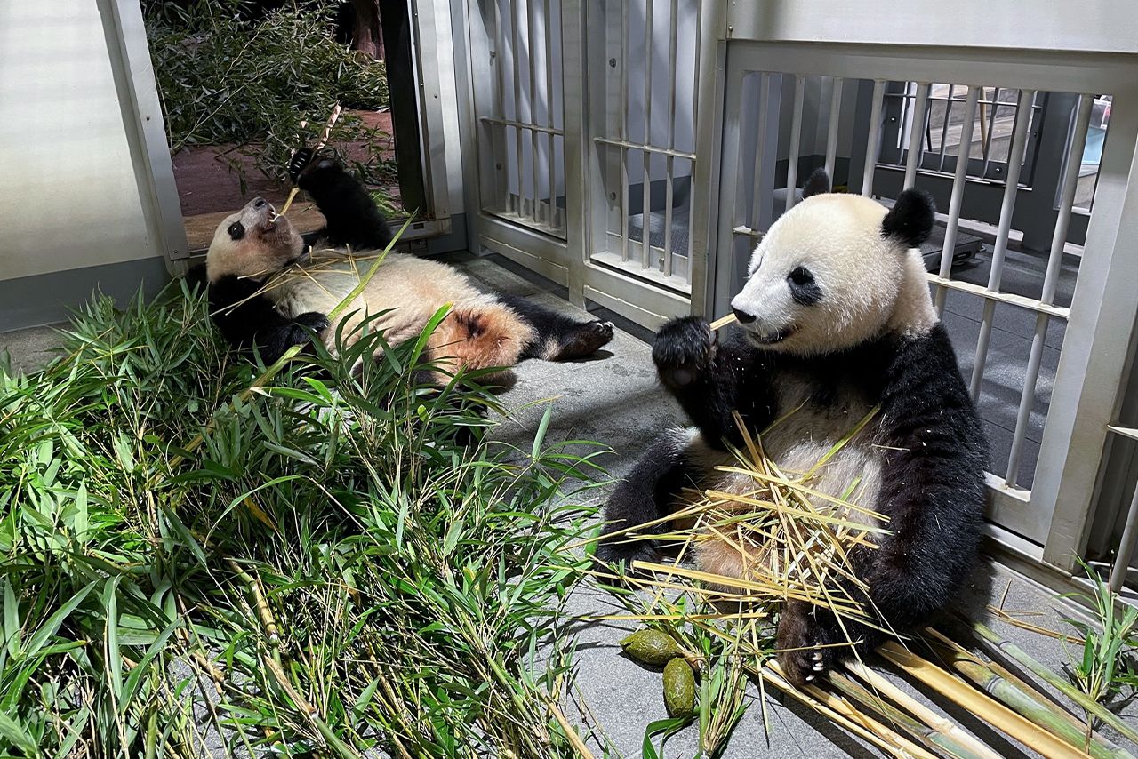 '23年8月。寝室でリラックスタイム　写真／（公財）東京動物園協会