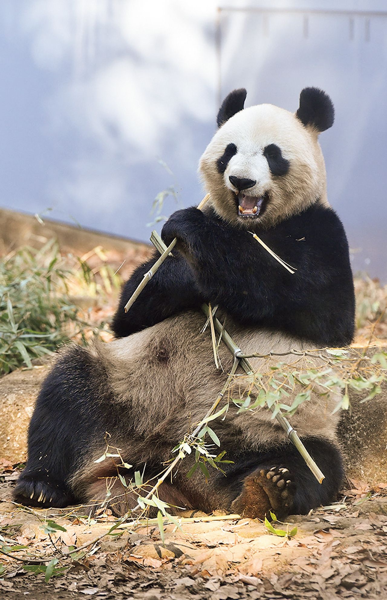 シンシン♀　写真／高氏貴博（毎日パンダ）