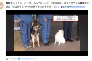 ネットでは宮崎放送の映像を引用し、早くもポメラニアン警察犬「ハク号」のファンになる人も