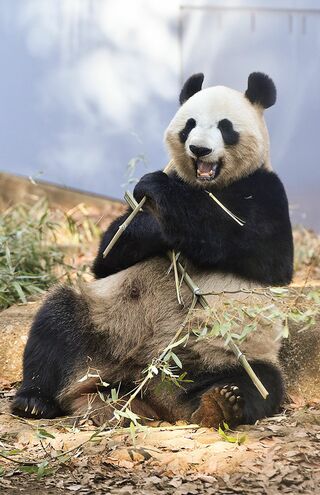 シンシン♀　写真／高氏貴博（毎日パンダ）