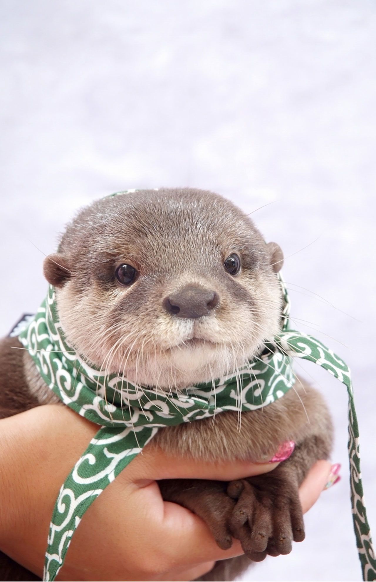 手乗りカワウソ状態（笑）。からくさ模様の手ぬぐいがGOOD！　(c) ponchan918　(c)カワウソほんと展