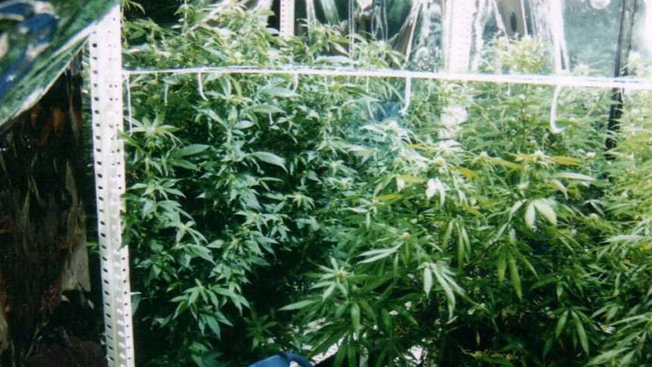 違法に栽培された大麻（厚生労働省提供）