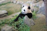 パンダが人気者になれたのは、主食が“竹”だから!? 運命を変えた「祖先の選択」