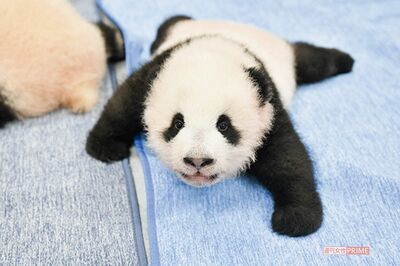 口腔内の確認でオスは5本、メスは8本の歯がそれぞれ生えていた。ものを識別し目が見えているかは不確実（同9月27日撮影）　写真／（公財）東京動物園協会提供