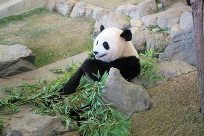 パンダが人気者になれたのは、主食が“竹”だから!? 運命を変えた「祖先の選択」