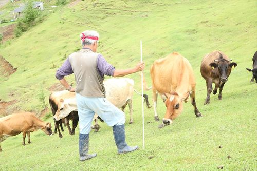 中洞さんの「こー、こー（来ーい、来ーい）」の声に、自由気ままに草を食んでいた牛たちが次々に駆け寄ってくる　撮影／吉岡竜紀