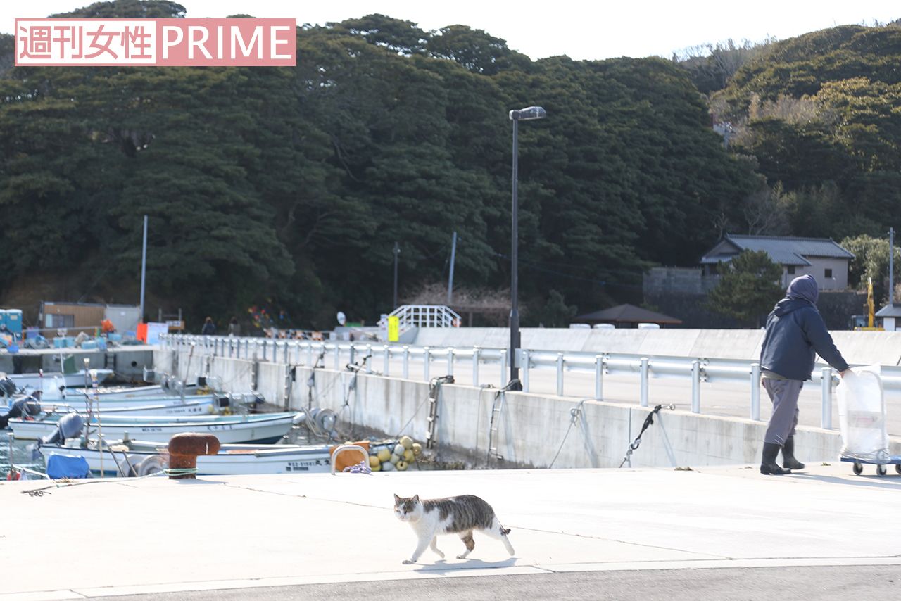 漁師の方と挨拶するようにすれ違ったりと、ねことの距離が近い！　撮影／齋藤周造