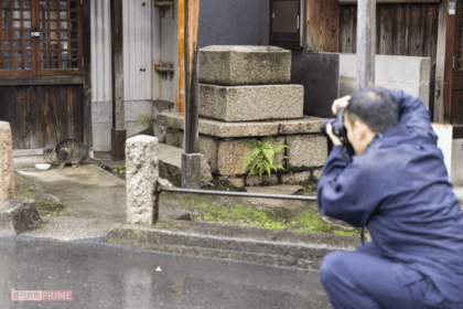 猫を撮影する際は距離をとって（撮影／矢島泰輔）