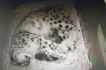 いしかわ動物園　国内でも飼育数の少ないユキヒョウの赤ちゃん