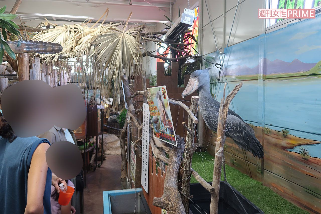 噛みつく危険性もあるハシビロコウをケージに入れずに展示
