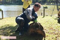 執念の救出！ニシキヘビ捕獲園長「4度目の挑戦」で池底の巨大ワニガメ捕まえる