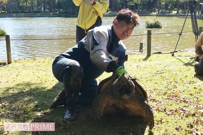 執念の救出！ニシキヘビ捕獲園長「4度目の挑戦」で池底の巨大ワニガメ捕まえる