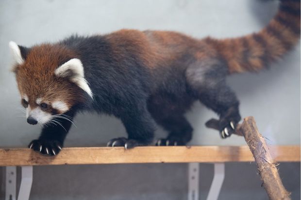 身体が小さくコロコロしているお兄ちゃんはおとなしめ