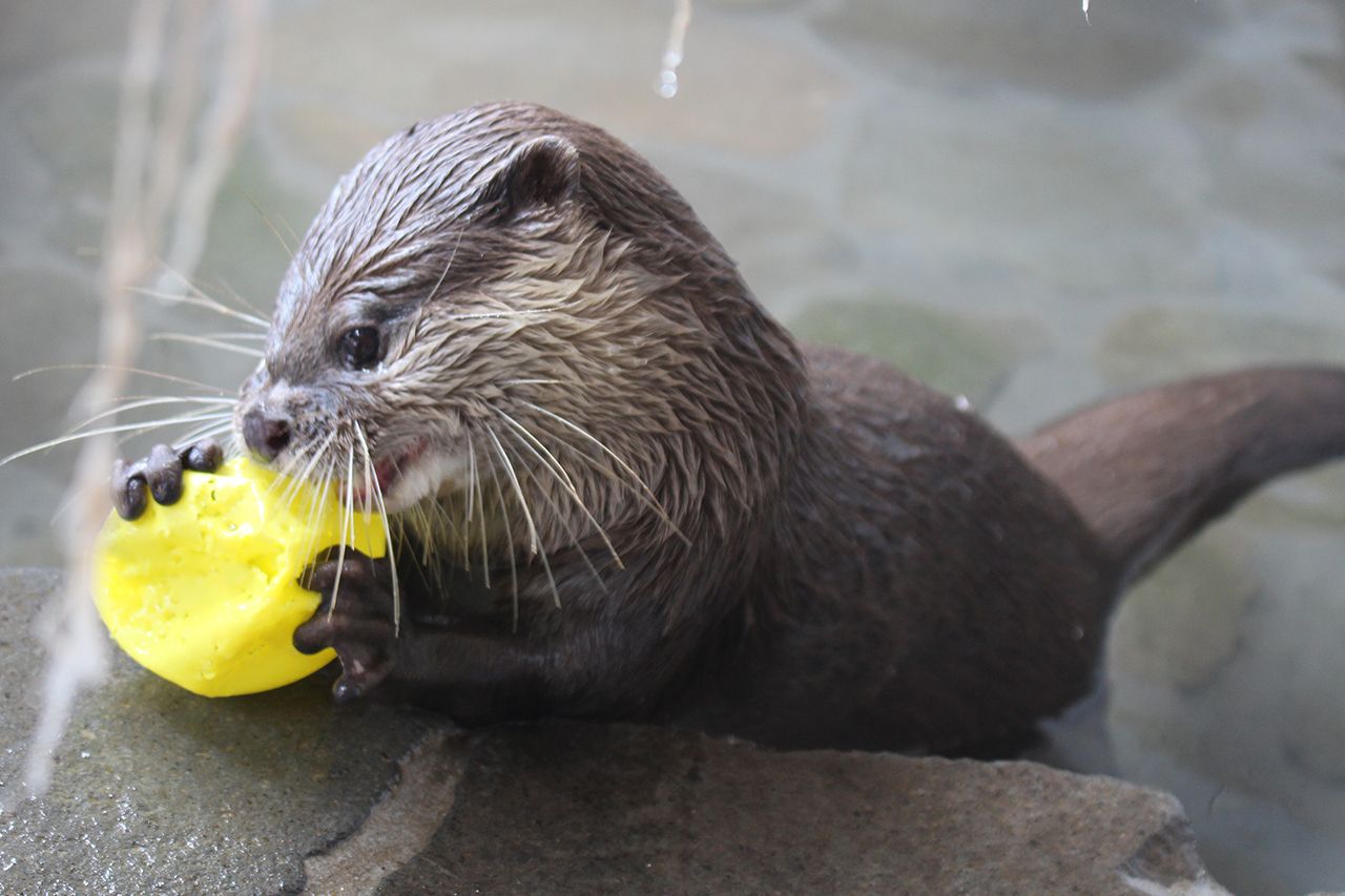 まめた（コツメカワウソ）＠下田海中水族館