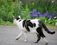 東京・千葉で続発する腹裂きうさぎ、バラバラ猫……の恐怖