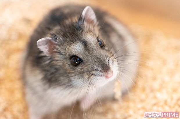 ジャンガリアンハムスター