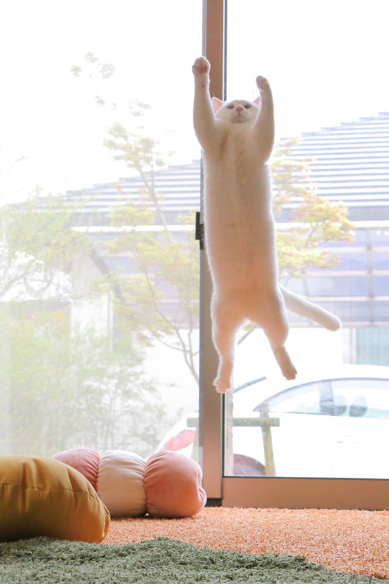 この宙に浮いた感じ、まるで無重力。必死な表情が愛くるしい♪  (c)瀬戸にゃんちさ　(c)ねこ休み展 冬 2019