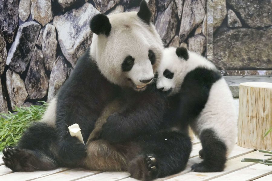 良浜（らうひん）。2021年撮影。抱きついているのは楓浜（ふうひん）　写真／共同通信社