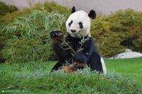 「パンダ界のレジェンド」永明が死去、担当飼育員が明かす生前秘話「メスの発情に気づく能力に長けている」