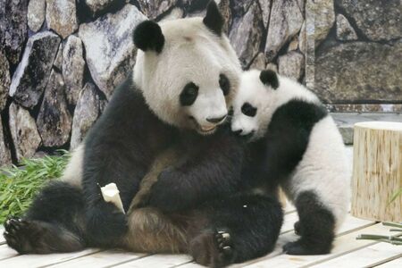 良浜（らうひん）。2021年撮影。抱きついているのは楓浜（ふうひん）　写真／共同通信社