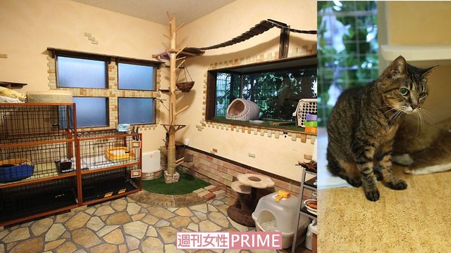 ＜写真左＞外を見るのが好きな猫のために、窓を広くとった猫専用ホーム　＜写真右＞高齢とは思えないほど毛並みがいい美人猫。実は白内障で目が見えない　撮影／齋藤周造