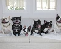 ペットの飼育費1年間で犬は22万1255円 猫15万6542円