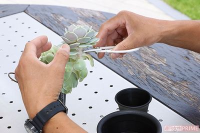 まずは先端をカット