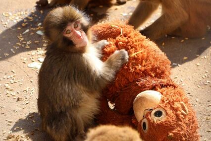 市川市動植物園「パンチくん」クロックスが“非公認”グッズ新作を追加販売で波紋、ファンの怒りを企業に直撃