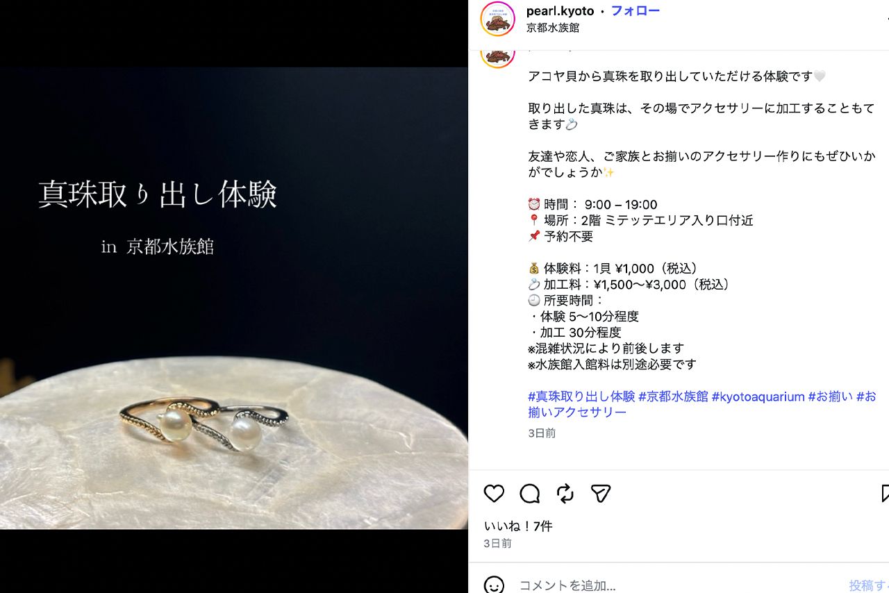 真珠取り出し体験を実施している京都水族館（公式Instagramより）