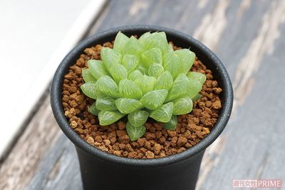 【ハオルチア　光オブツーサ】葉の一部が透き通った「窓」といわれる部分から、中の水分が光って見える。宝石のように美しい多肉植物。